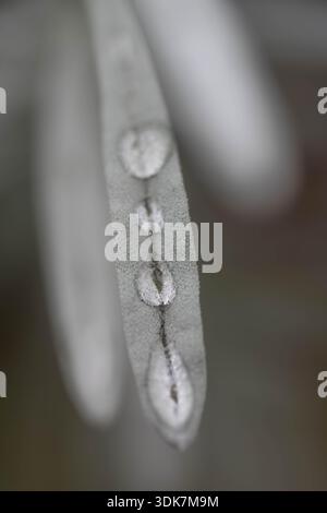Wabi Sabi - der Untergang der Natur im Herbst - Wassertropfen auf dem White Leaf Stockfoto