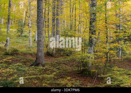 Blick auf das Sonnenlicht, das durch das goldene Baumdach in einem dichten Wald filtert und die gefallenen Blätter beleuchtet, die über den Waldboden verstreut sind, Gem Stockfoto