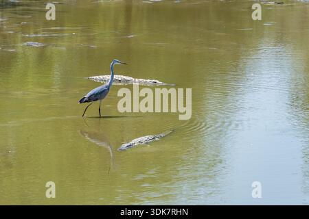 Blick auf einen eleganten grauen Reiher, der vorsichtig im trüben, reflektierenden Wasser weht, umgeben von lauernden Krokodilen, einem Tanz des Lebens und der Gefahr, Thies, Stockfoto
