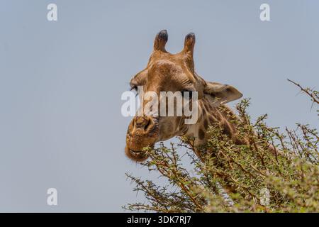 Blick auf eine Giraffe, die anmutig an den grünen Blättern eines Dornbaums knabbert, sein geflecktes Fell bildet einen warmen Kontrast zum kühlen Himmel, Thies, Thiès Region, S Stockfoto
