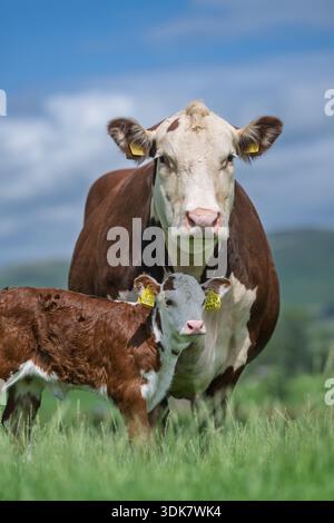 Hereford-Kuh mit sehr jungen Kälbern auf grüner Weide. Cumbria, Großbritannien. Stockfoto