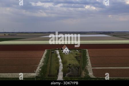Aus der Vogelperspektive auf ein einsames Haus eingebettet in lebendige rote, weiße und grüne Felder, einen farbenfrohen Wandteppich unter einem bewölkten Himmel, Nieuwe-Tonge, South Ho Stockfoto