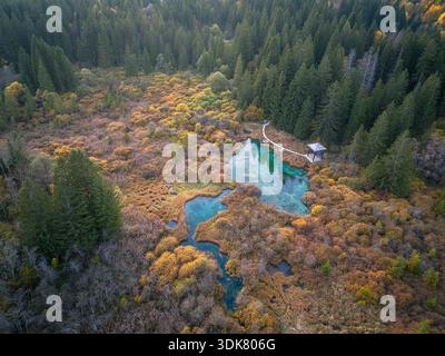 Blick aus der Vogelperspektive auf das kontrastfarbene türkisfarbene Wasser eines kleinen Sees, umgeben von lebhaftem Herbstlaub und dichten immergrünen Wäldern, Kranjska Gora, Slo Stockfoto