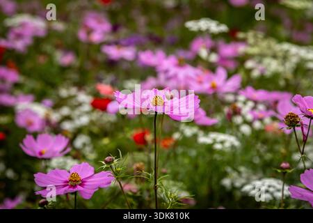 Eine Nahaufnahme einer rosafarbenen Kosmos-Blume in Blüte Stockfoto