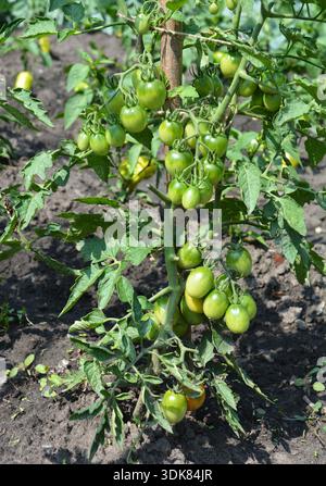 Anbau von Bio-Tomaten. Zweig unreifer Kirschtomaten. Tomaten, die auf den Zweigen wachsen - im Garten angebaut Stockfoto