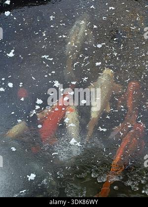 Große weiße und orange Koi schwimmen unter Eis und Eiskristallen in einem Teich in Wisconsin, USA Stockfoto
