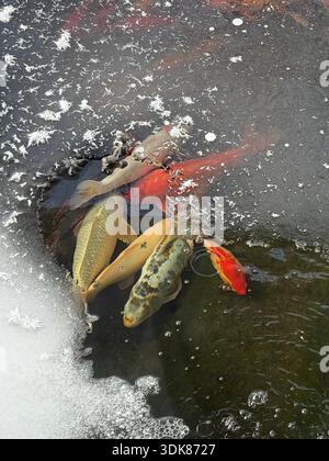 Große weiße und orange Koi schwimmen unter Eis und Eiskristallen in einem Teich in Wisconsin, USA Stockfoto