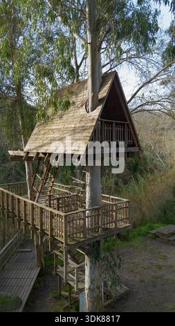 Hölzernes Baumhaus um einen lebenden Baum gebaut, umgeben von Wald Natur und erhöhten Gehwegen. Stockfoto