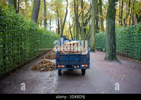 Hausmeister auf kleinen Muldenkippern im Herbstpark auf Asphaltstraße. Haufen von gefallenem trockenem Laub auf der Straßenseite bei bewölktem Wetter. Sammeln von Laub. Clean Public Territory Konzept. Stockfoto