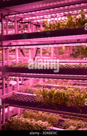 Microgreens unter den Lichtern. Vertikaler Indoor Smart Farm mit Hydrokultur auf Stapeln. Setzlinge von Gemüse und Salat, die unter LED-Lichtern und Phytolamps im Gewächshaus wachsen. Stockfoto