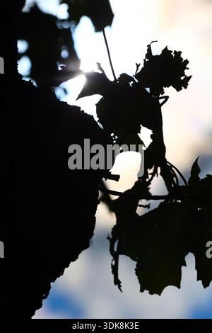 Hinterleuchtete Blätter mit Sonnenlicht vor einem hellen Himmel Stockfoto