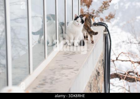 Zwei Straßenkatzen sitzen auf einem schmalen Felsvorsprung an einer Glaswand. Weißes, schwarzes und tabbyfarbenes Fell steht im Kontrast zu weichem Winterlicht und verschwommenen verschneiten Ästen Stockfoto