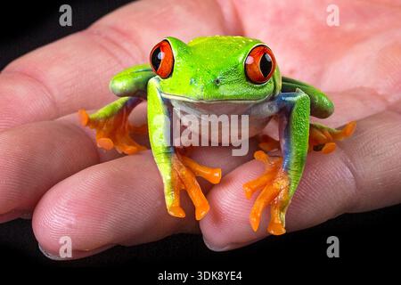 NAHAUFNAHME EINES NIEDLICHEN, ROTÄUGIGEN BAUMFROSCHES AUF MENSCHLICHER HAND, DER GRÖSSE UND LIEBENSWERTE NATUR DIESER TIERE ZEIGT Stockfoto