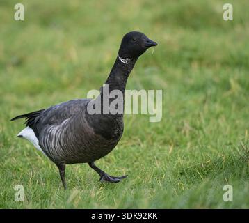 Die dunkelbauchige brent-Gans, die auf kurzem Gras steht, zeigt Wintergefieder und weißen Hals in der natürlichen Umgebung Hayling Island Stockfoto
