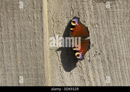 Pfauenfalter (Aglais io) erwachsenes Insekt auf einem Gartenzaun im Sommer, England, Vereinigtes Königreich Stockfoto