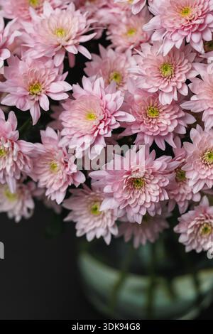 Ein üppiger Blumenstrauß aus blassrosa Chrysanthemen (Chrysanthemum morifolium) in einer Vase, die sanft von natürlichem Licht beleuchtet wird Stockfoto