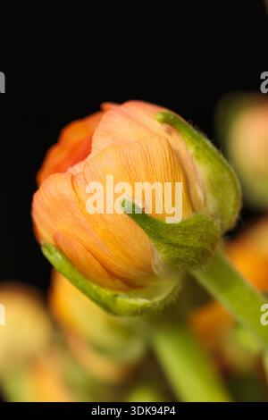 Nahaufnahme einer orangen Ranunkulus asiaticus Blütenknospe, beleuchtet durch weiches, warmes Sonnenlicht auf dunklem Hintergrund. Das Bild erfasst die empfindliche Textur Stockfoto