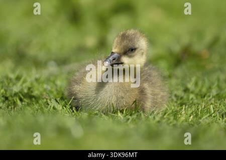 Graugans (Anser anser) Junges Baby-Gänsevogelkopf sitzend auf Gras im Sommer, England, Vereinigtes Königreich Stockfoto