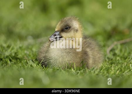 Graugans (Anser anser) Junges Baby-Gänsevogelkopf sitzend auf Gras im Sommer, England, Vereinigtes Königreich Stockfoto