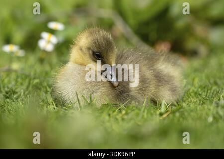 Graugans (Anser anser) Junges Baby-Gänsevogelkopf sitzend auf Gras im Sommer, England, Vereinigtes Königreich Stockfoto