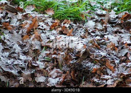 Eine Nahaufnahme aus grünem Gras und leicht mit Frost bestäubten Herbstblättern, die den Übergang vom Herbst zum Winter festhalten. Stockfoto