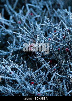 Rote Hagebutten, die mit Raureif überzogen sind, zwischen eisigen Zweigen an einem kalten Wintermorgen, wodurch ein auffälliger Kontrast von Farbe und Textur entsteht. Stockfoto