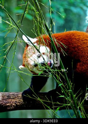 Roter Panda zwischen grünen Bambuszweigen im sanften Waldlicht. Stockfoto