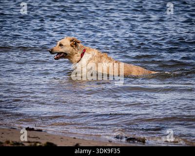 Labrador Retriever läuft und schwimmt an einem Strand mit nassem Pelz und spritzendem Wasser. Stockfoto