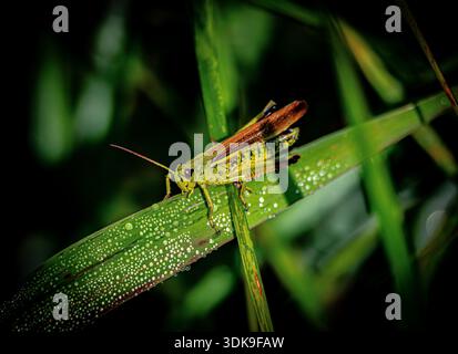 Grashüpfer liegt auf einem tau bedeckten Grashalm bei weichem Tageslicht. Stockfoto