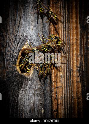 Nahaufnahme von Wespen am Eingang ihres Nestes in verwittertem Holz. Stockfoto