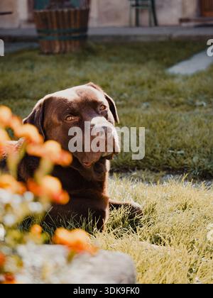 Brauner Hund, der auf sonnendurchflutetem Gartengras mit weichen orangen Blüten im Vordergrund liegt. Stockfoto