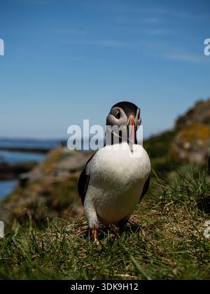 Atlantischer Papageientaucher auf einem grasbewachsenen Küstenhang mit ruhigem Meer und fernen Felsen im Hintergrund. Stockfoto