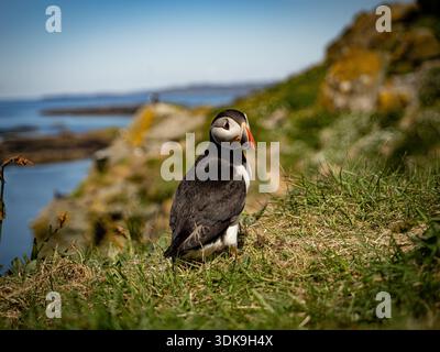 Atlantischer Papageientaucher auf einer grasbewachsenen Klippe mit Meer und felsiger Küste dahinter. Stockfoto