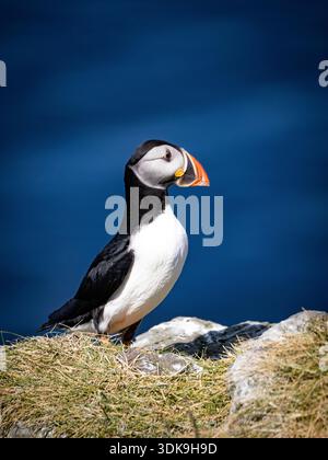 Atlantischer Papageientaucher auf einem felsigen Felsvorsprung mit tiefblauem Meer im Hintergrund. Schottische Küste. Stockfoto