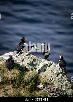 Eine Gruppe Atlantischer Papageientaucher, die auf einer felsigen Klippe über dem Meer steht. Stockfoto