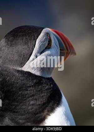 Nahaufnahme des Seitenprofils eines Atlantischen Papageientauchers mit lebhaften Schnabelfarben und weichem Hintergrund. Stockfoto