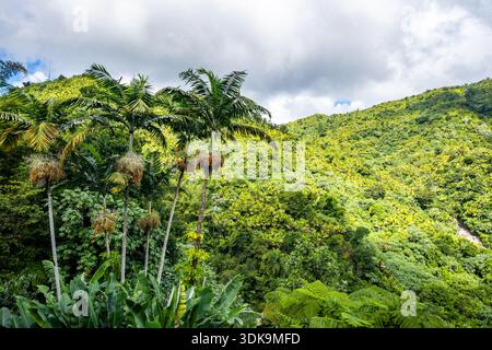 Üppig grüner Regenwald im El Yunque National Forest. Puerto Rico. Stockfoto