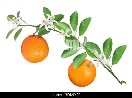 Orangen hängen vom Zweig mit grünen Blättern und Blumen auf weißem Hintergrund. Zitruspflanze Stockfoto