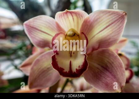 Orchideen im National Orchid Garden in Singapur sind der größte Orchideengarten der Welt Stockfoto