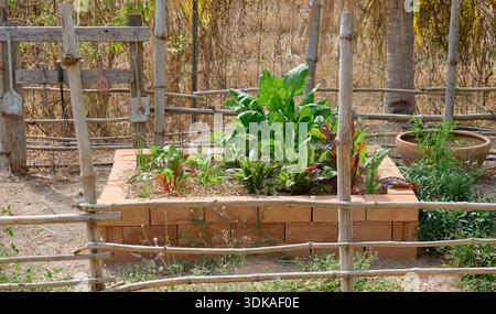 Erhöhter Gemüsegarten in einem ländlichen Hinterhof Stockfoto