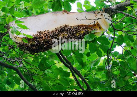 Eine wilde Wabe hängt an einem Baumzweig, einige Zellen sind leer und andere leuchten gelb mit frischem Honig, große Bienen gruppieren sich auf den gefüllten Zellen in einem V Stockfoto
