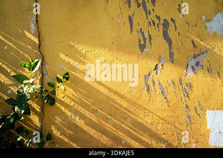 Hintergrundtextur einer alten verwitterten gelb bemalten Wand mit abblätternder Farbe, grünen Pflanzenblättern und Sonnenlichtschatten. Stockfoto