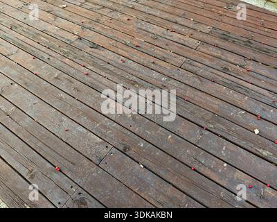 Perspektivischer Blick auf einen alten braunen Holzdielboden oder eine Terrasse, die mit verstreuten kleinen roten Beeren im Herbst bedeckt ist, rustikaler Hintergrund. Stockfoto