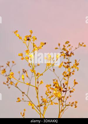 Künstlerische Natur Hintergrund der gelben getrockneten Wildpflanzen vor einem weichen pastellrosa Farbverlauf Himmel bei Sonnenuntergang, ästhetische Tapete. Stockfoto