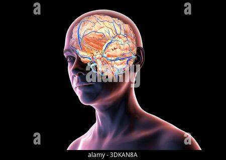 Abbildung des menschlichen Gehirns mit hervorgehobenen Blutgefäßen mit Arterien (rot) und Venen (blau), die die zerebrale Kreislaufanatomie zeigen. Stockfoto