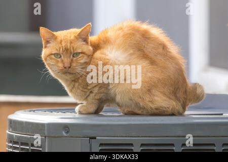 Eine streunende Katze, die auf einem Klimakondensator sitzt und misstrauisch auf die Kamera blickt. Stockfoto