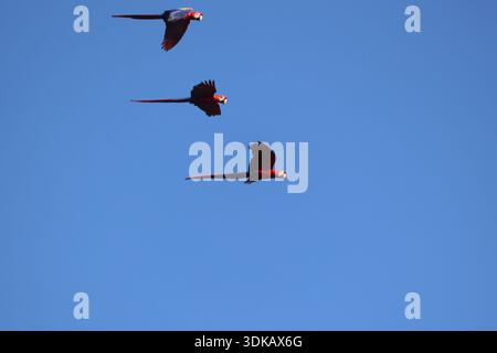 Scharlach-Aras im Flug gegen einen blauen Himmel Stockfoto