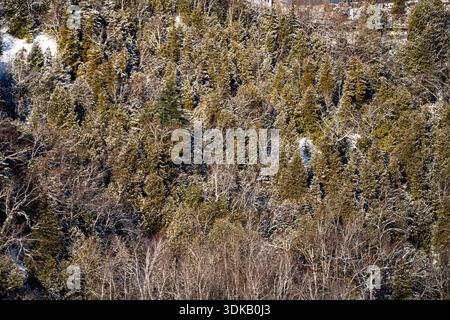 Blick auf den schneebedeckten Waldhang im Winter. Stockfoto