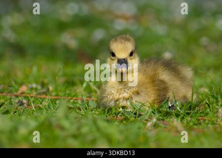 Gosling der Graugans liegt auf dem grünen Gras Stockfoto