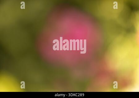 Traumhaftes abstraktes Blumenbild mit weichen Farbverläufen und natürlichen Blütenblättern Stockfoto